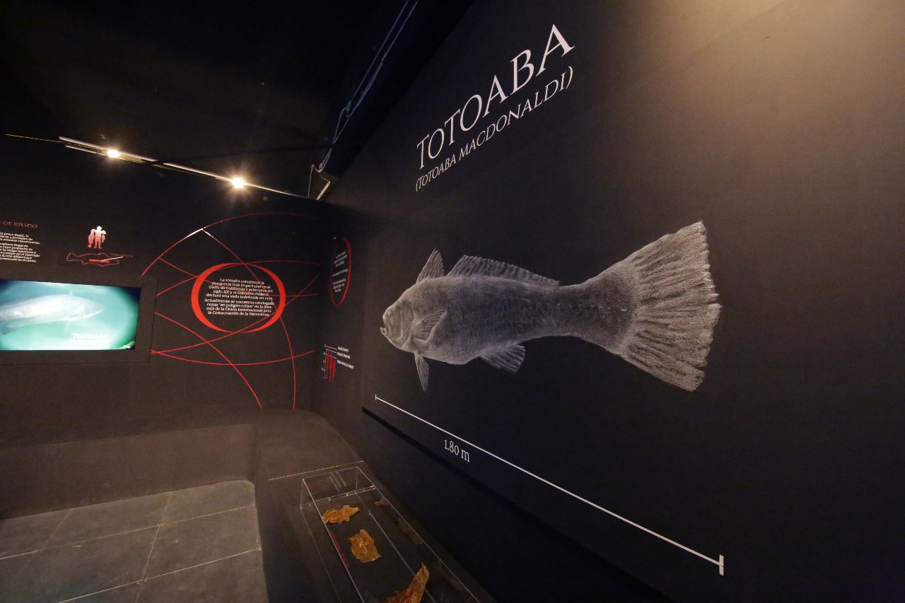 LA VAQUITA MARINA EN UNIVERSUM