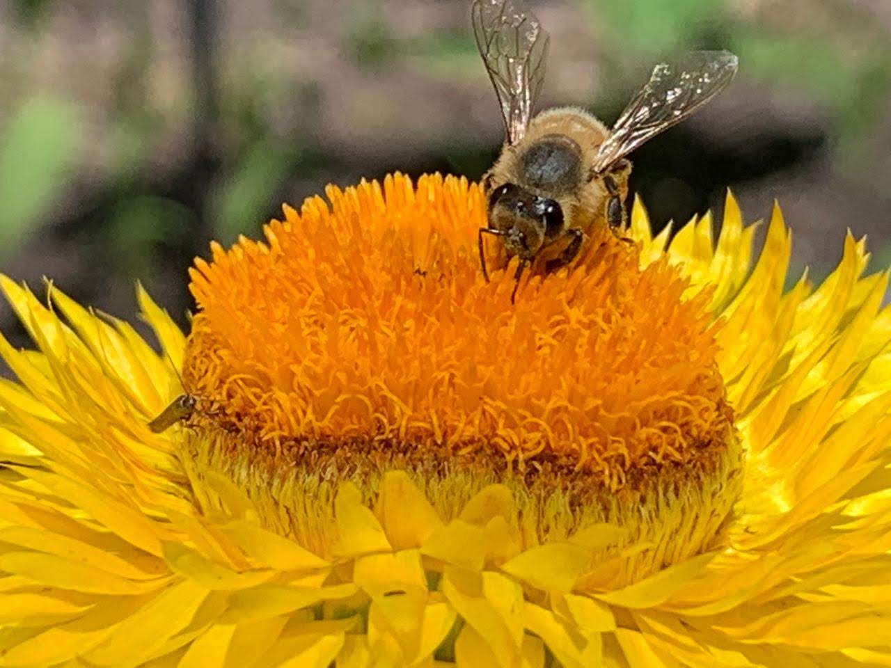  TRABAJA SEMARNAT EN LA CONSERVACIÓN DE POLINIZADORES PARA EVITAR SU DESAPARICIÓN