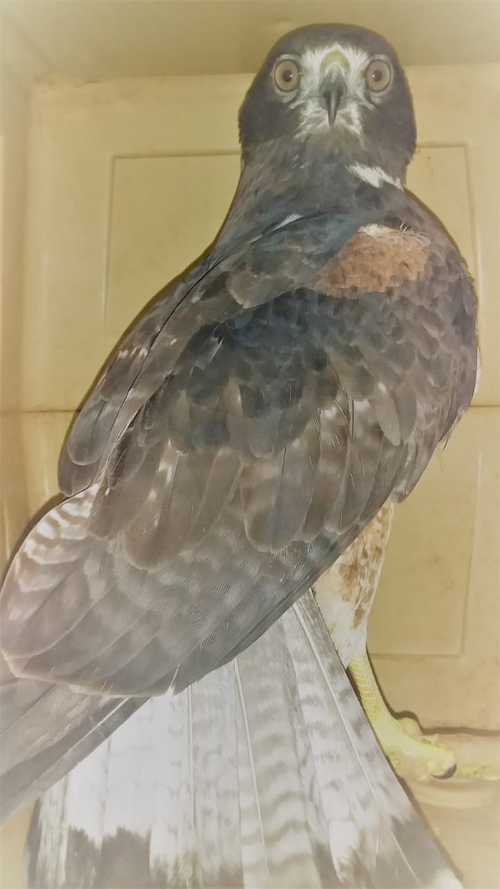  En lo que va del 2020, la Profepa ha rescatado 17 ejemplares de especies en riesgo en Yucatán