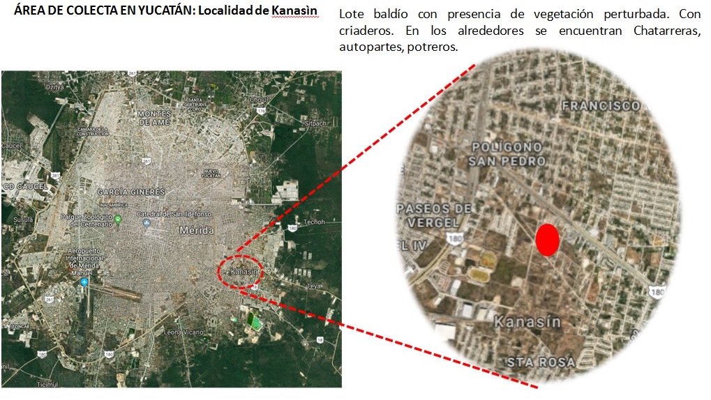 Especialistas de la SSY detectan presencia del vector Aedes albopictus